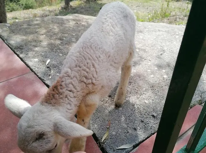 Auberge de jeunesse Perla Del Levante *